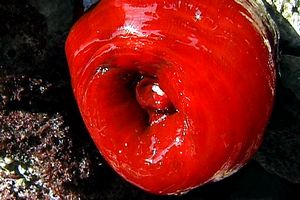 Pomodoro di mare (Actinia equina)