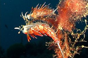 Cratena (Cratena peregrina)