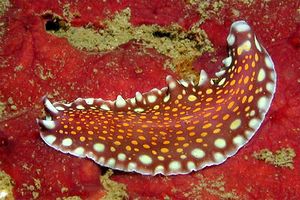 Verme piatto (Pseudoceros lindae)