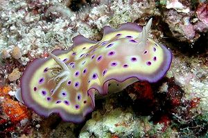 Chromodoris kuniei (Chromodoris kuniei)