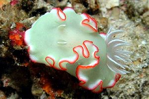 Nudibranchio (Glossodoris sp.)