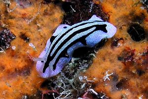 Nudibranchio (Phyllidiopsis sphingis)