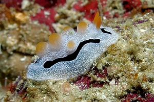 Nudibranchio (Phyllidia willani)