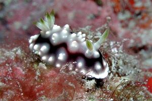 Chromodoris geometrica (Chromodoris geometrica)