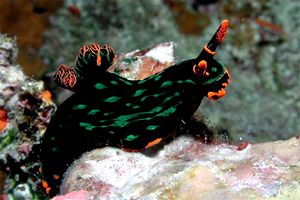 Nembrotha (Nembrotha kubaryana)