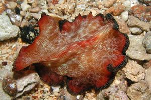 Verme piatto (Pseudobiceros fulgor)