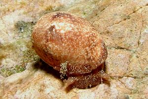 Gasteropode (Bulla ampulla)