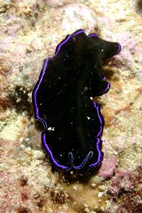 Verme piatto (Pseudoceros sapphirinus)