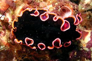 Verme piatto (Pseudobiceros gloriosus)