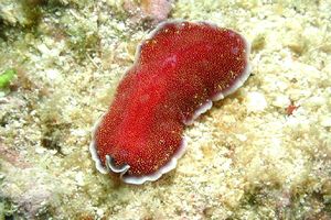 Verme piatto (Pseudobiceros n.d.)