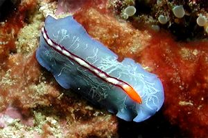 Verme piatto (Pseudoceros bifurcus)