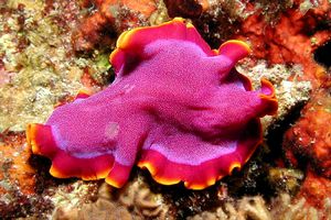 Verme piatto (Pseudoceros ferrugineus)