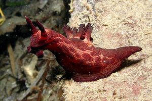 Nudibranchio (Nembrotha mullineri)