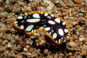 Verme piatto (Pseudoceros scintillatus)