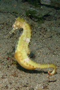 Ippocampo spinoso (Hippocampus histrix)