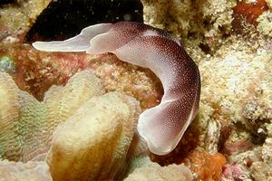 Chelidonura (Chelidonura amoena)