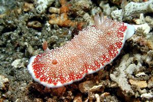 Chromodoris (Chromodoris tinctoria)