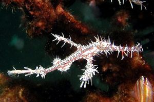 Pesce ago fantasma ornato (Solenostomus paradoxus)