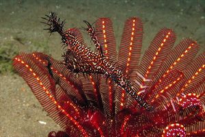 Pesce ago fantasma ornato (Solenostomus paradoxus)