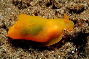 Gymnodoris (Gymnodoris subflava)