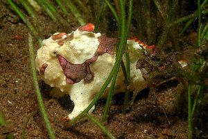 Pesce rana maculato (Antennarius maculatus)