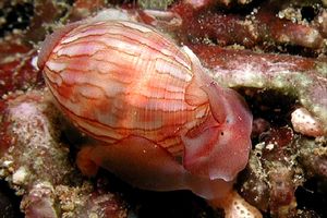 Gasteropode (Atys naucum)
