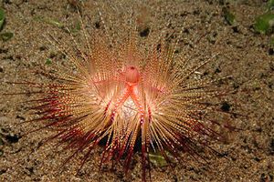 Riccio di mare (Astropyga radiata)