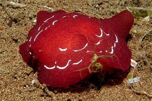 Pleurobranco di forskal (Pleurobranchus forskali)