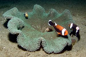 Pesce pagliaccio dalla sella (Amphiprion polymnus)