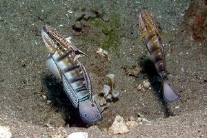 Ghiozzo a bande (Amblygobius phalaena)