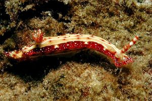 Nudibranchio (Hypselodoris maculosa)