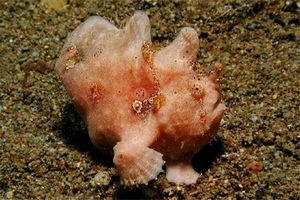 Pesce rana gigante (Antennarius commersoni)