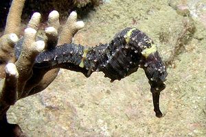 Cavalluccio marino istrice (Hippocampus spinosissimus)