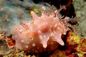 Nudibranchio (Halgerda batangas)