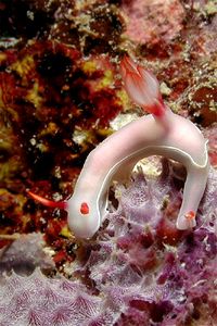 Hypselodoris (Hypselodoris bullocki)