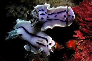 Chromodoris willani (Chromodoris willani)