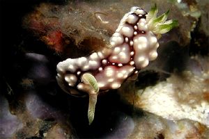 Chromodoris geometrica (Chromodoris geometrica)