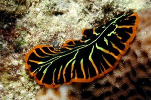 Verme piatto (Pseudoceros dimidiatus)