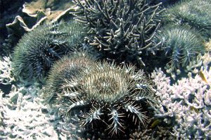 Stella corona di spine (Acanthaster planci)