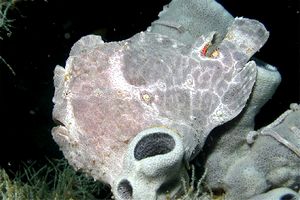 Pesce rana gigante (Antennarius commersoni)