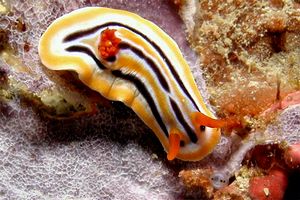 Nudibranchio (Chromodoris cf. africana)