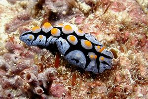 Nudibranchio (Fryeria menindie)