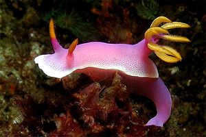 Hypselodoris (Hypselodoris bullocki)