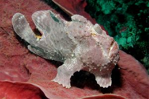 Pesce rana gigante (Antennarius commersoni)