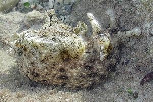 Nudibranchio (Aplysia dactylomela)