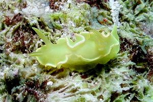 Nudibranchio (Noumea crocea)