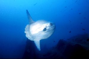 Pesce luna (Mola mola)