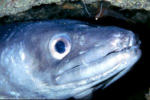 Grongo (Conger conger)