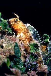 Bavosa cornuta (Parablennius tentacularis)