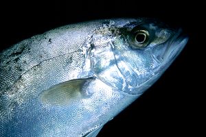 Ricciola (Seriola dumerili)